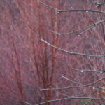 Photography 71